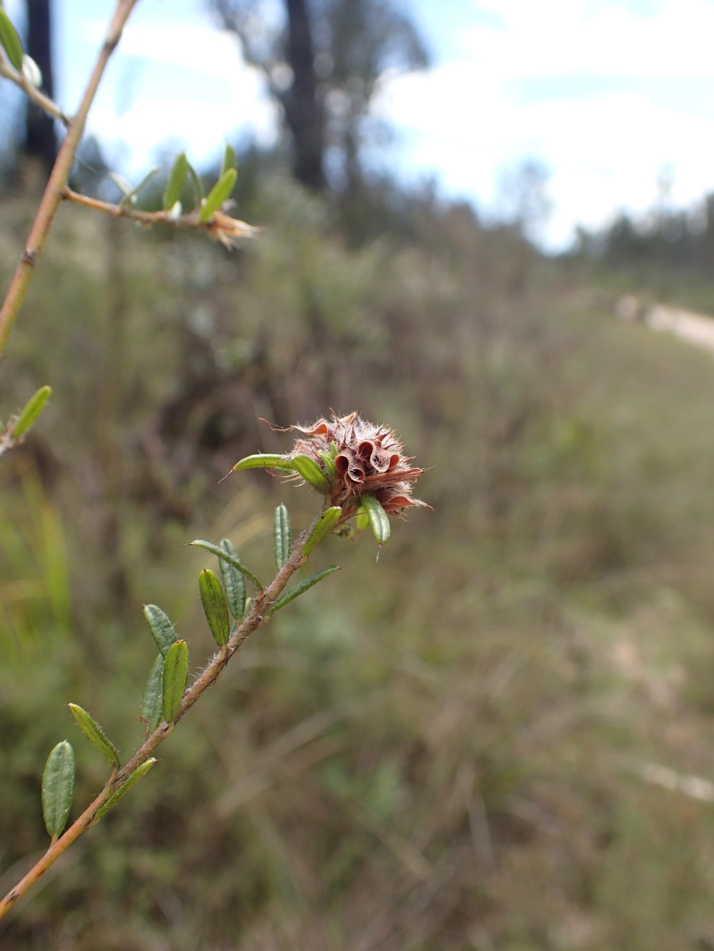 Pultenaea polifolia (hero image)