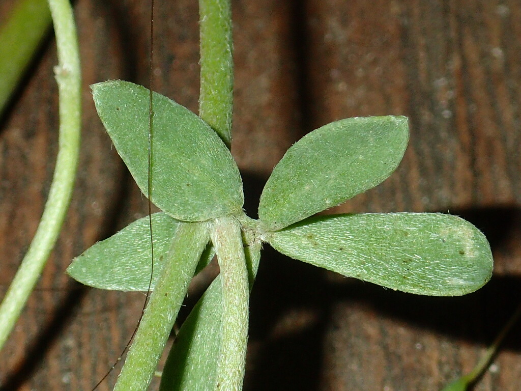 Lotus creticus (hero image)
