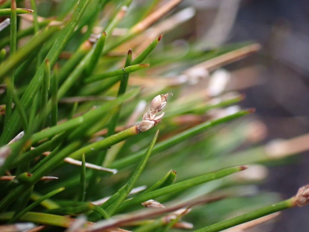 Isolepis aucklandica (hero image)