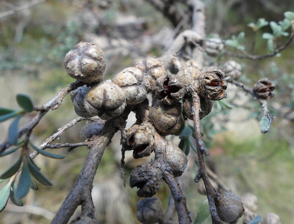 Leptospermum myrtifolium (hero image)