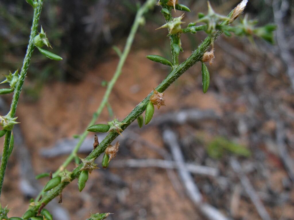 Sclerolaena parviflora (hero image)