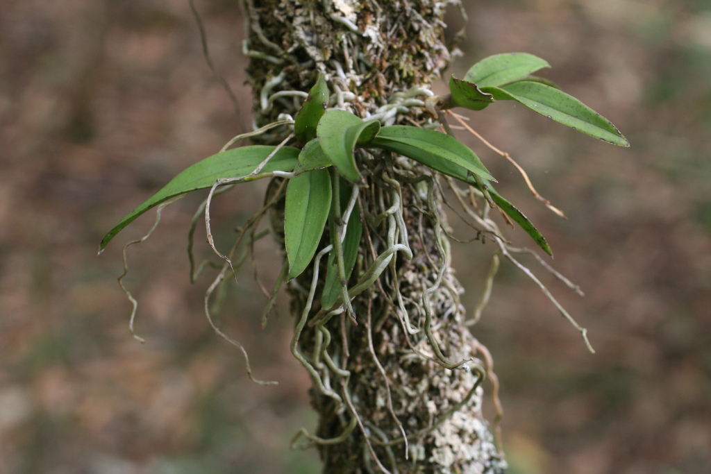 Sarcochilus australis (hero image)