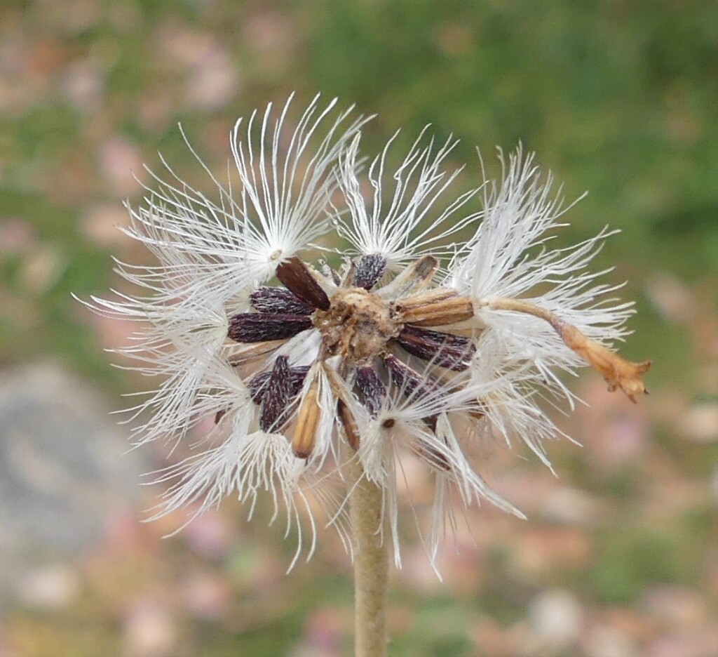 Olearia phlogopappa subsp. flavescens (hero image)