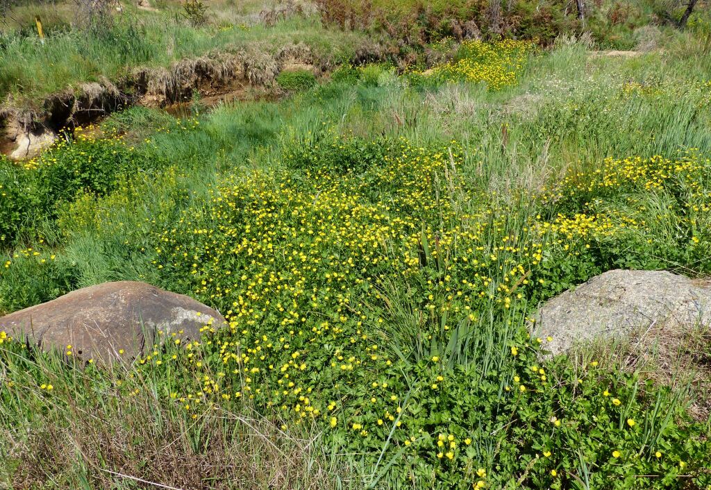 Ranunculus repens (hero image)