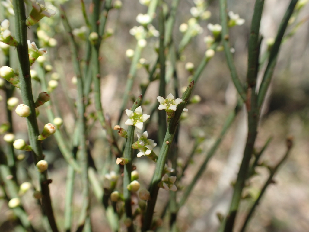 Choretrum pauciflorum (hero image)