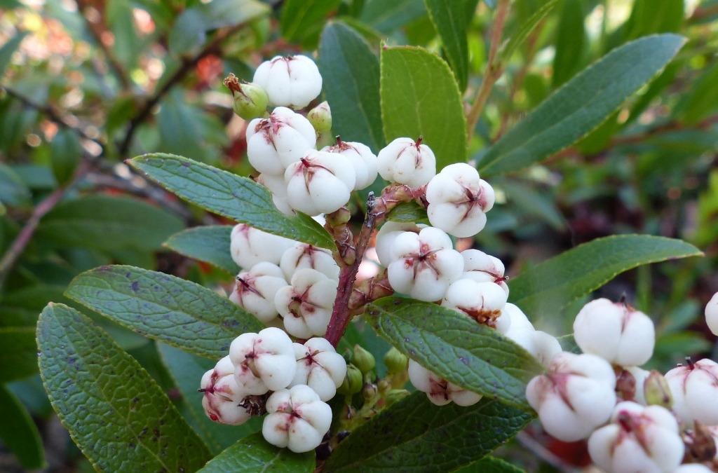 Gaultheria appressa (hero image)