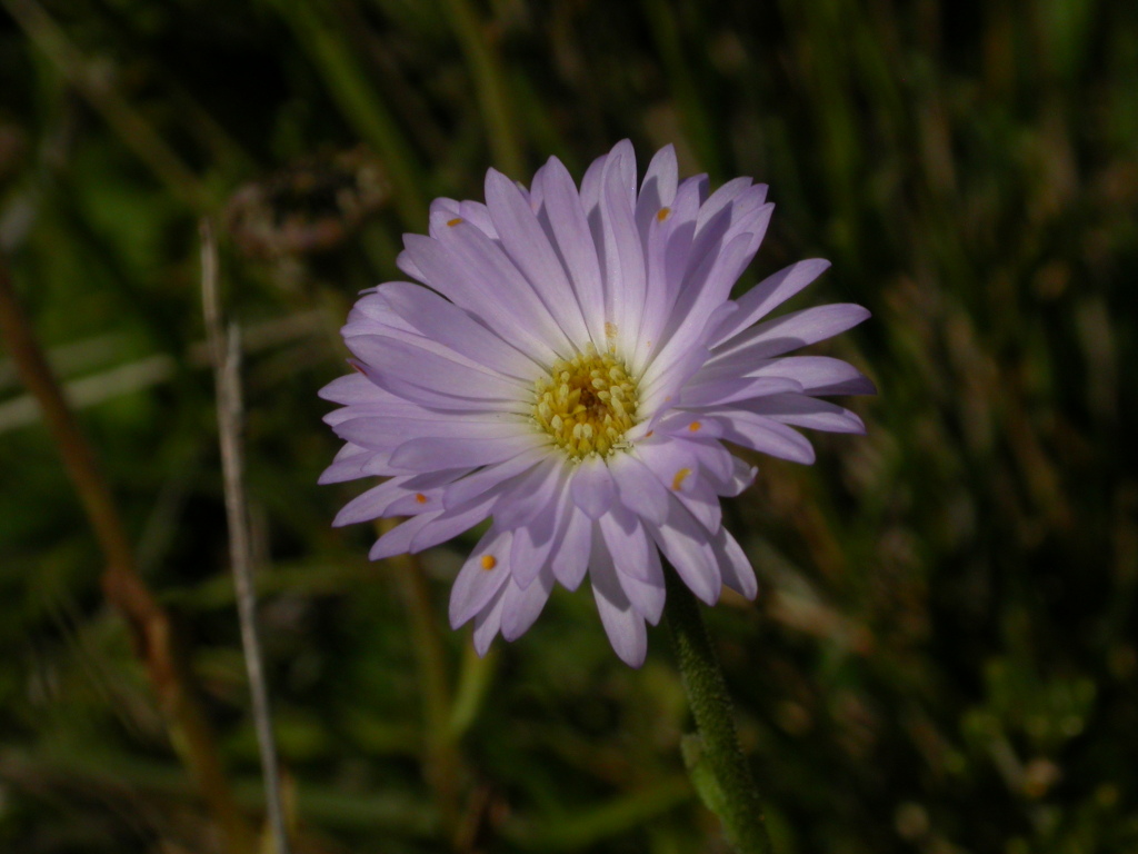 Brachyscome foliosa (hero image)