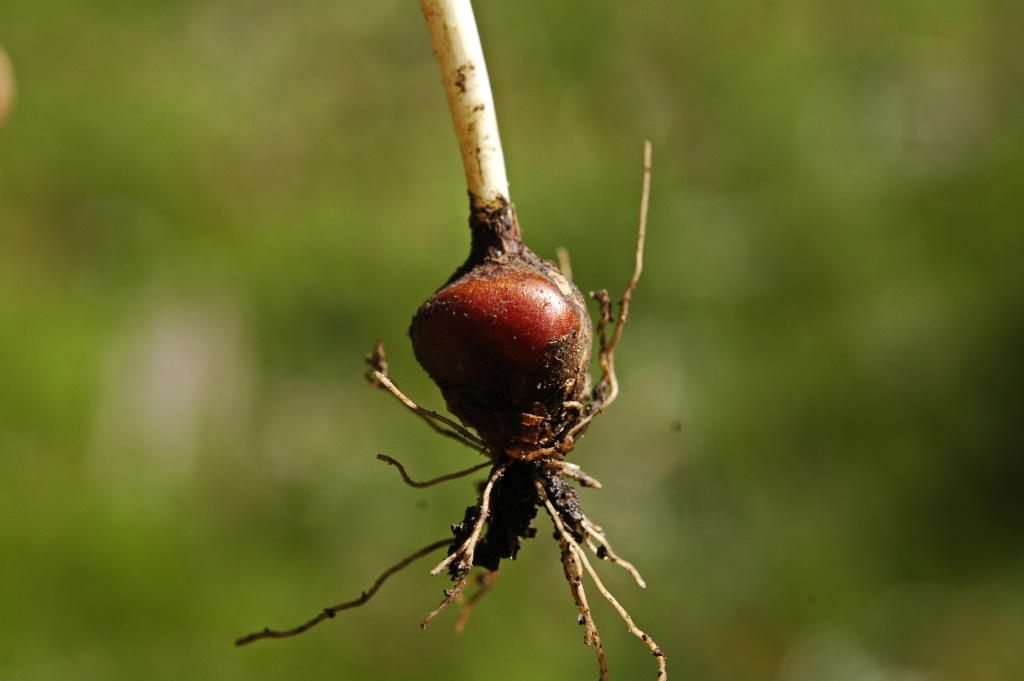 Romulea rosea (hero image)