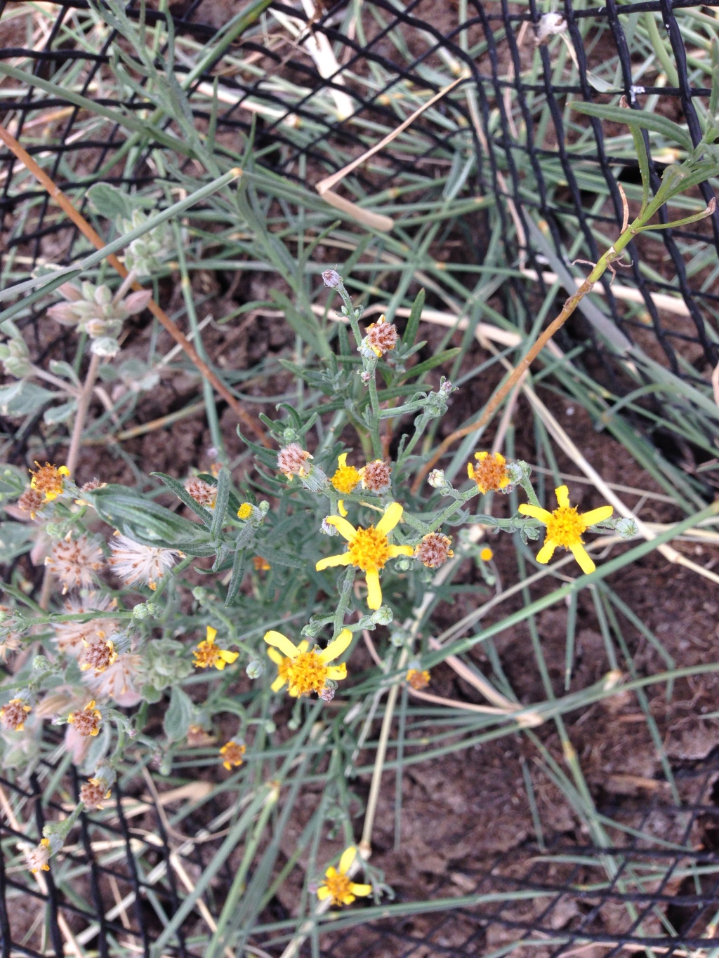 Senecio behrianus (hero image)