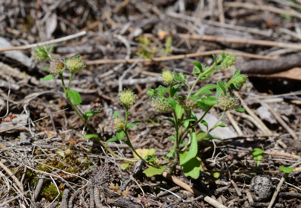 Calotis hispidula (hero image)