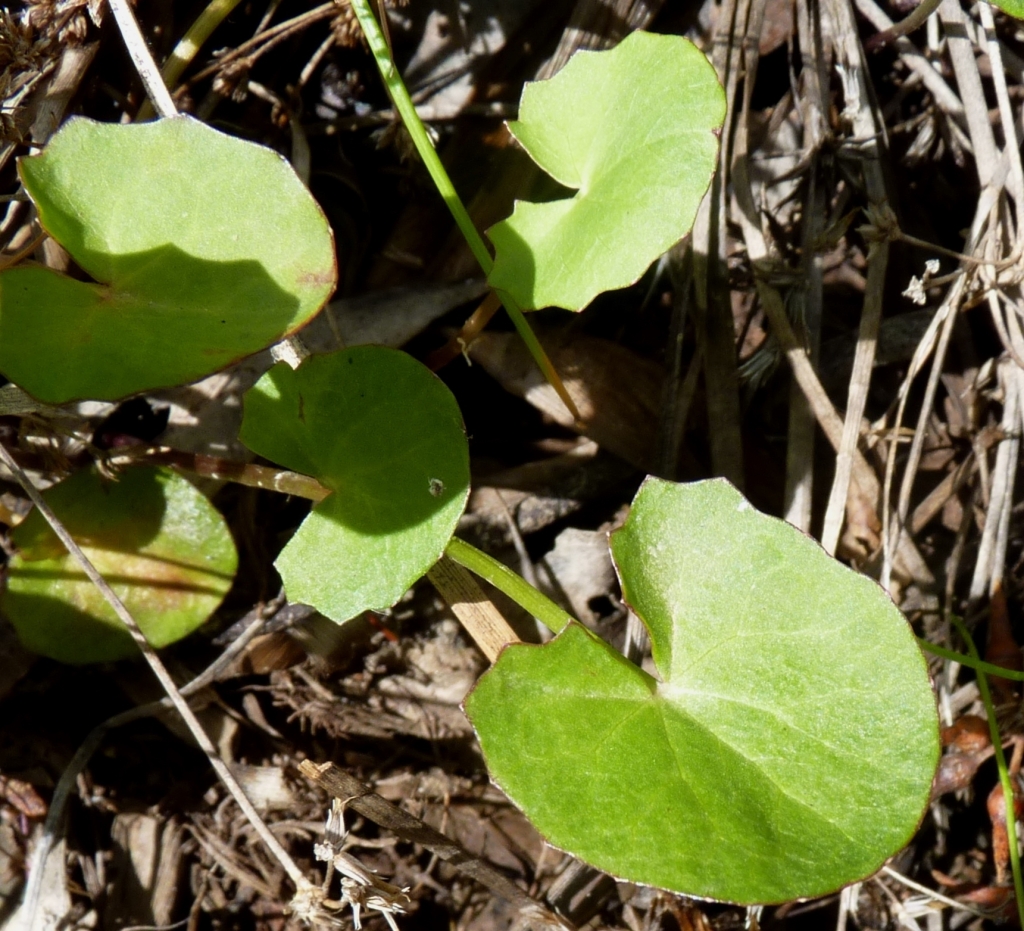 Apiaceae (hero image)