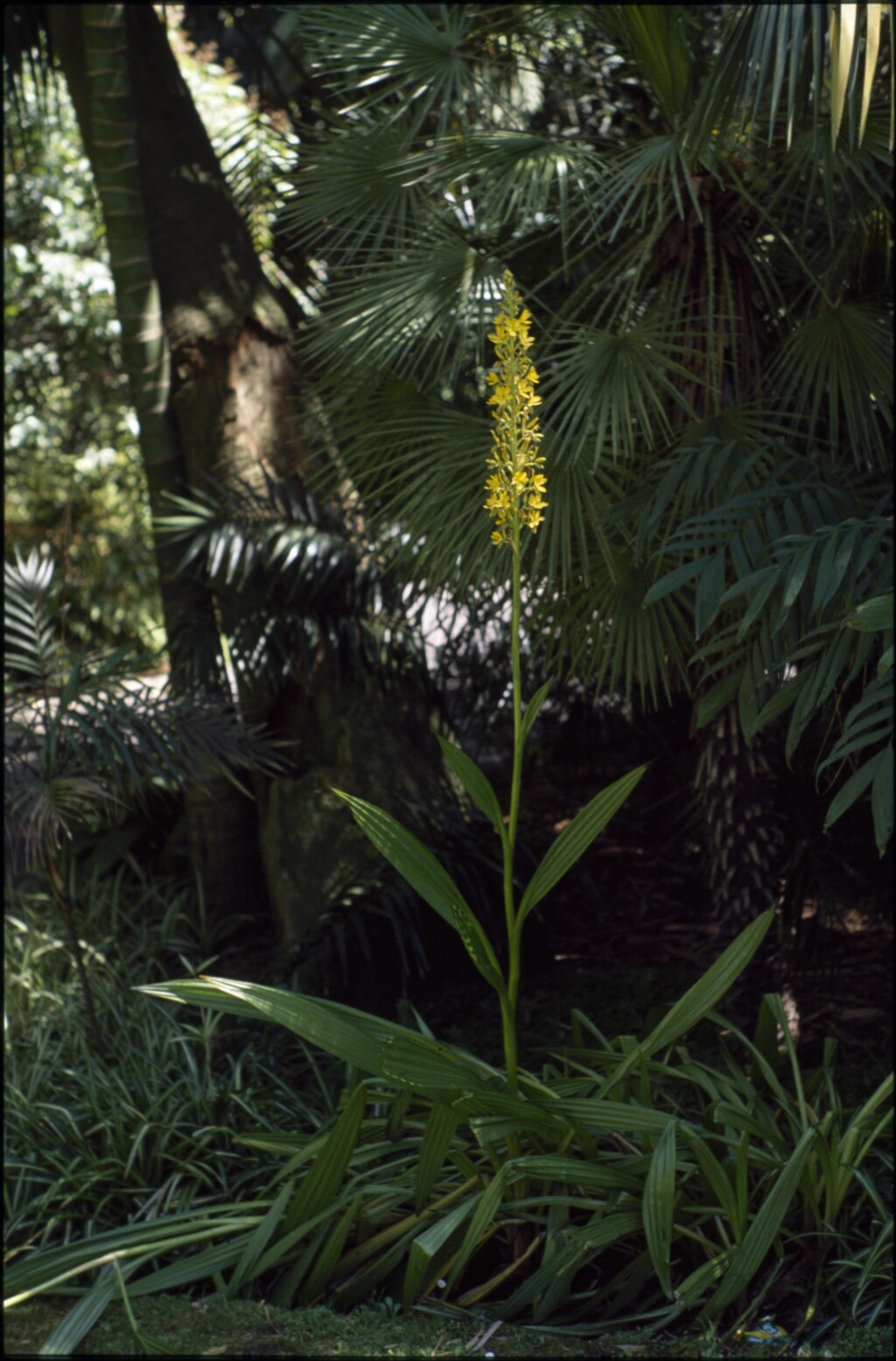 Wachendorfia thyrsiflora (hero image)