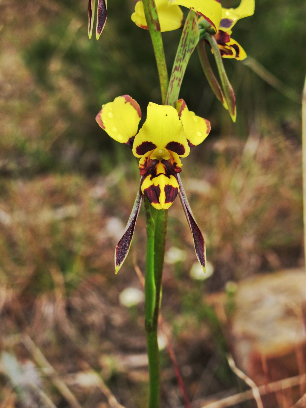 Diuris sulphurea (hero image)