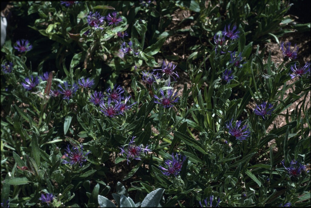 Centaurea montana (hero image)