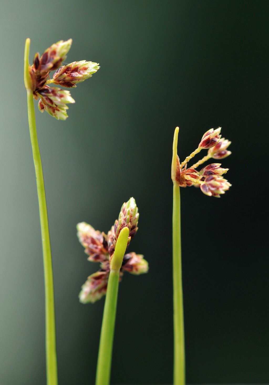 Isolepis inundata (hero image)