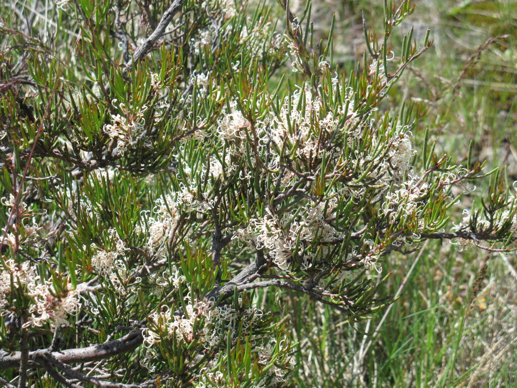 Hakea microcarpa (hero image)