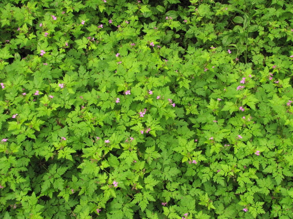 Geranium robertianum (hero image)