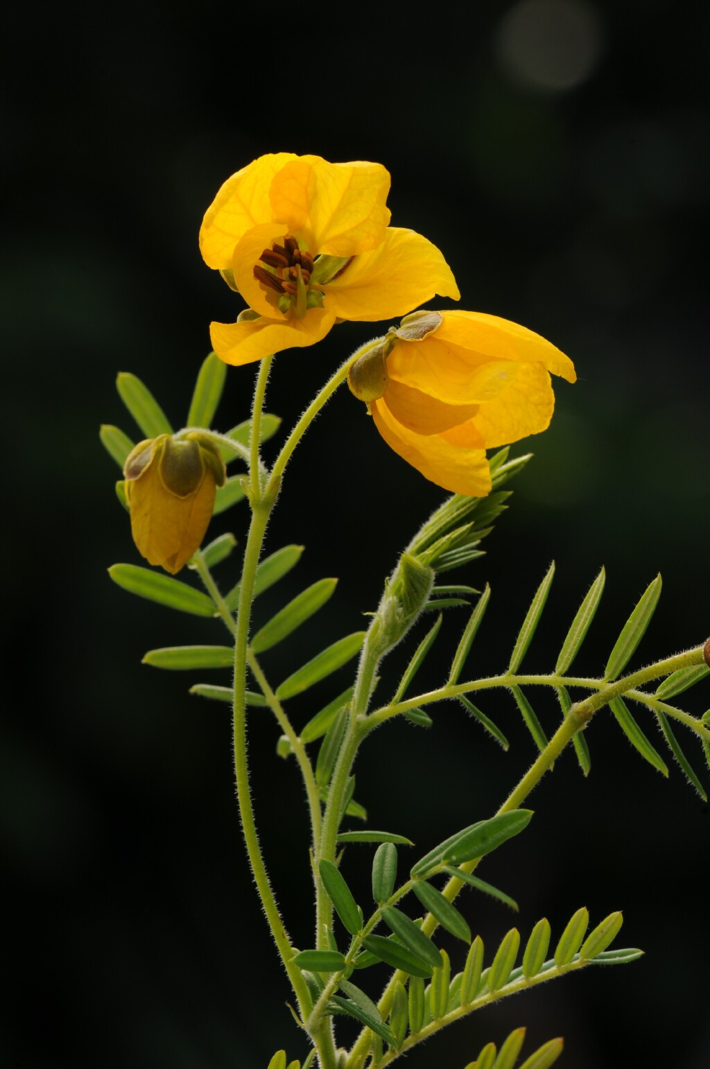 Senna aciphylla (hero image)