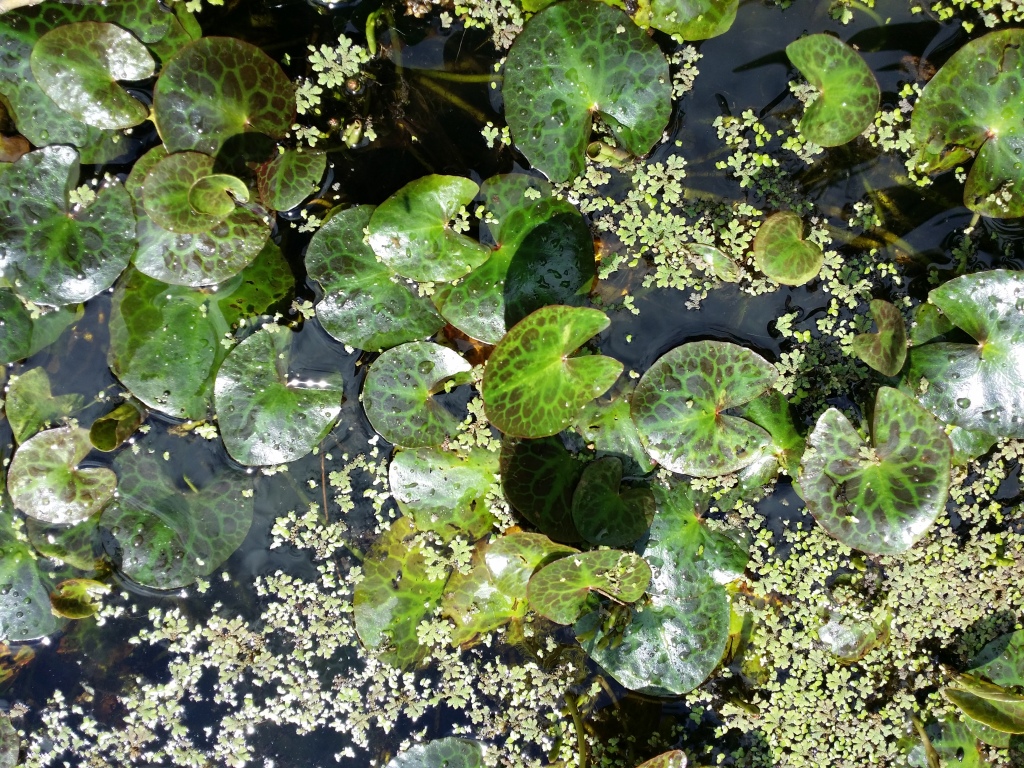 Nymphoides crenata (hero image)