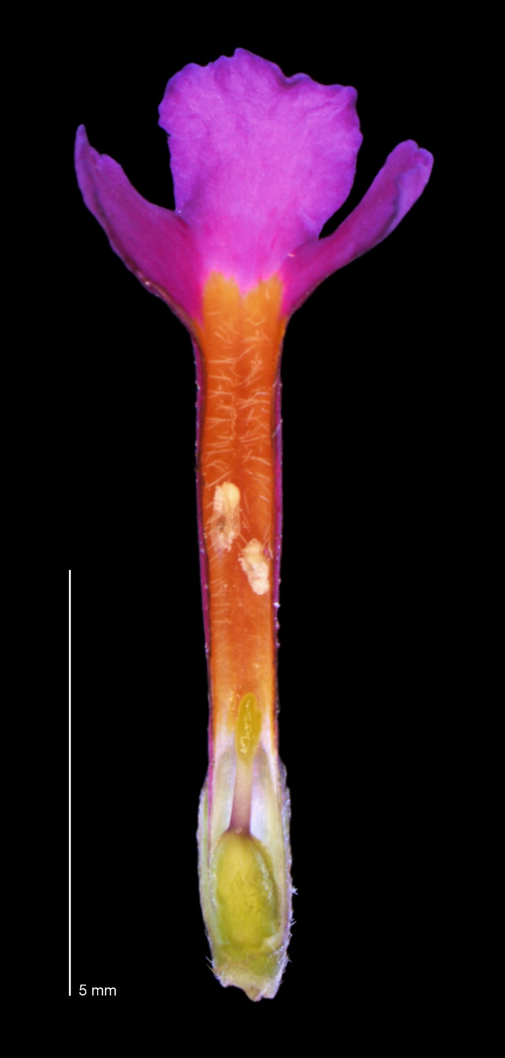 Buddleja davidii (hero image)