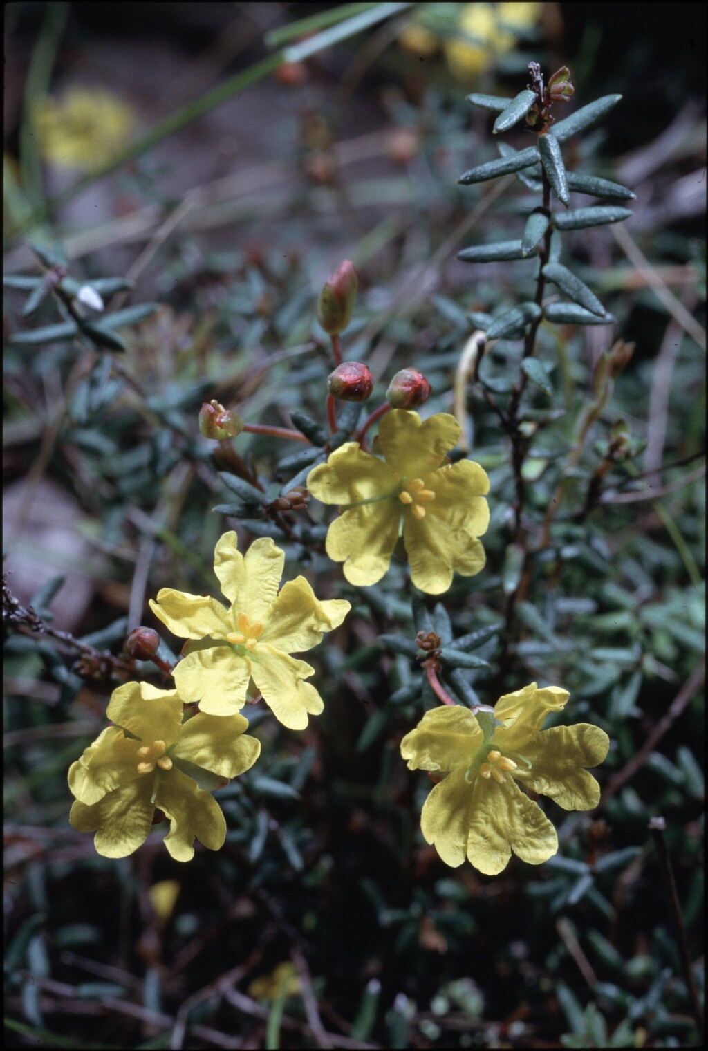 Hibbertia rufa (hero image)