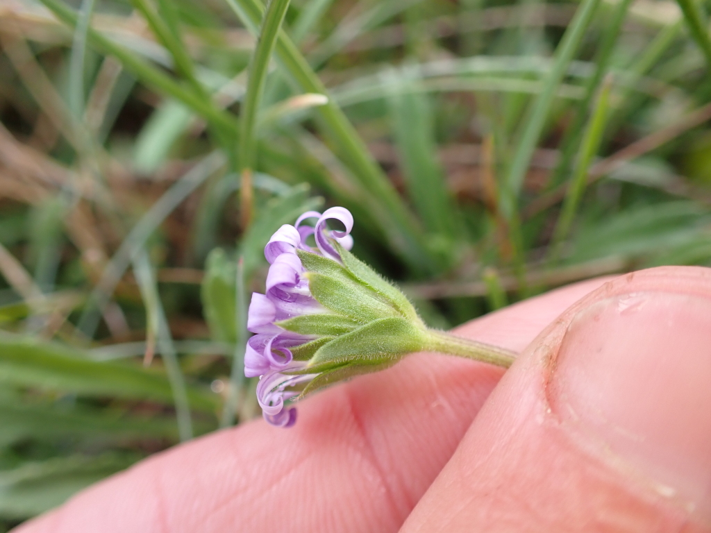 Calotis pubescens (hero image)