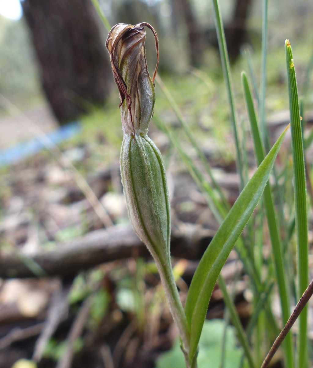 Pterostylis striata (hero image)