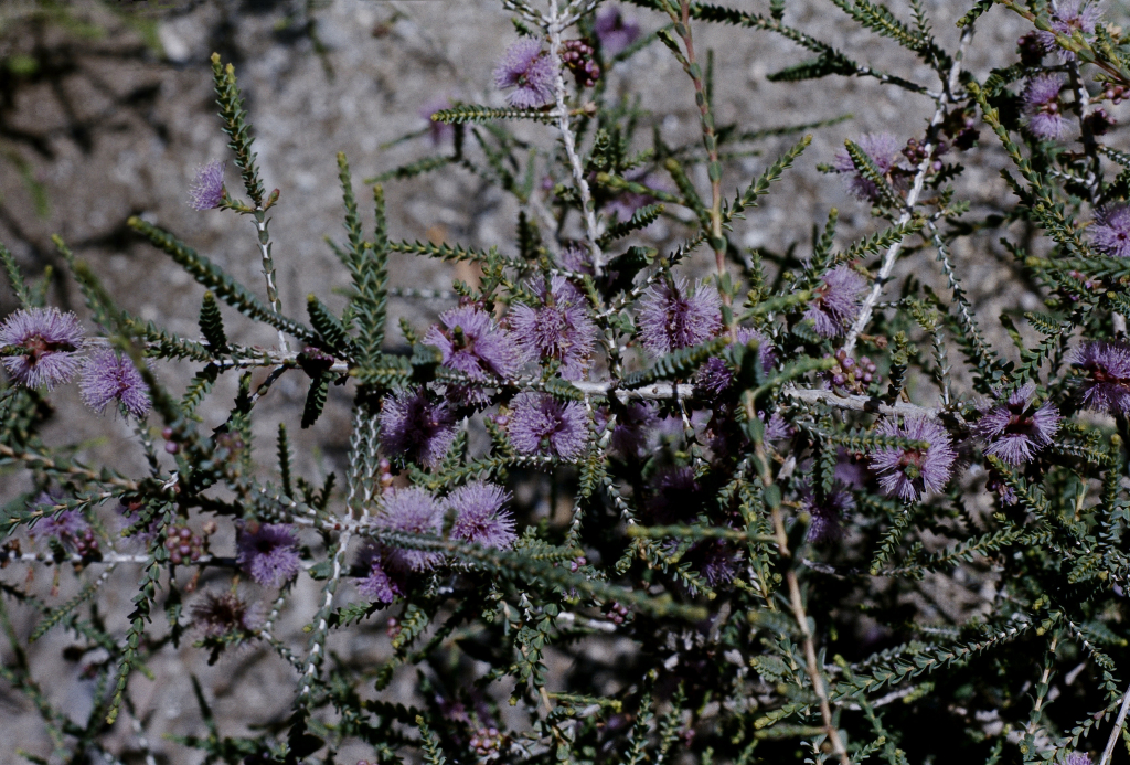 Melaleuca gibbosa (hero image)