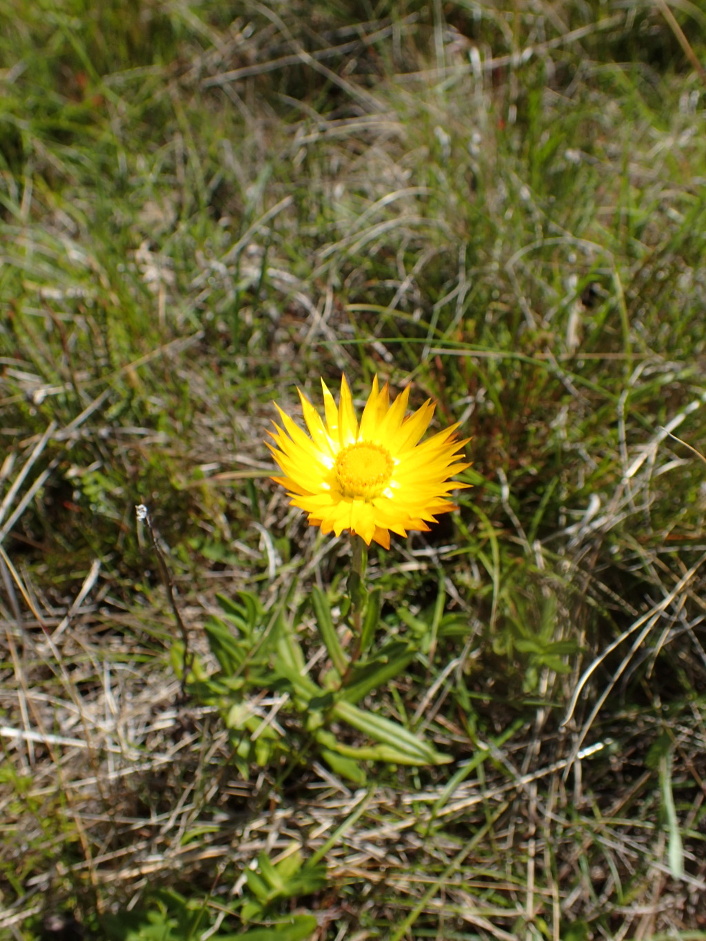 Xerochrysum andrewiae (hero image)