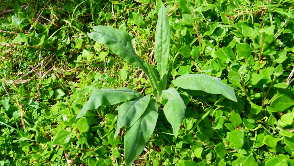 Cynoglossum creticum (hero image)