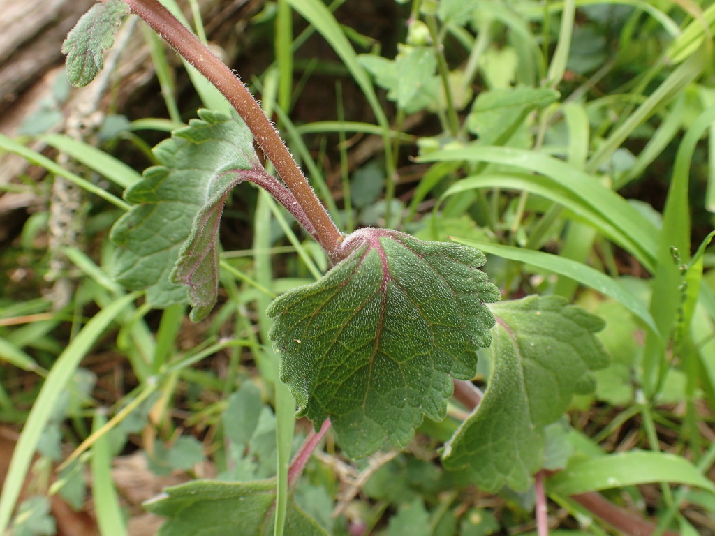 Coleus (hero image)