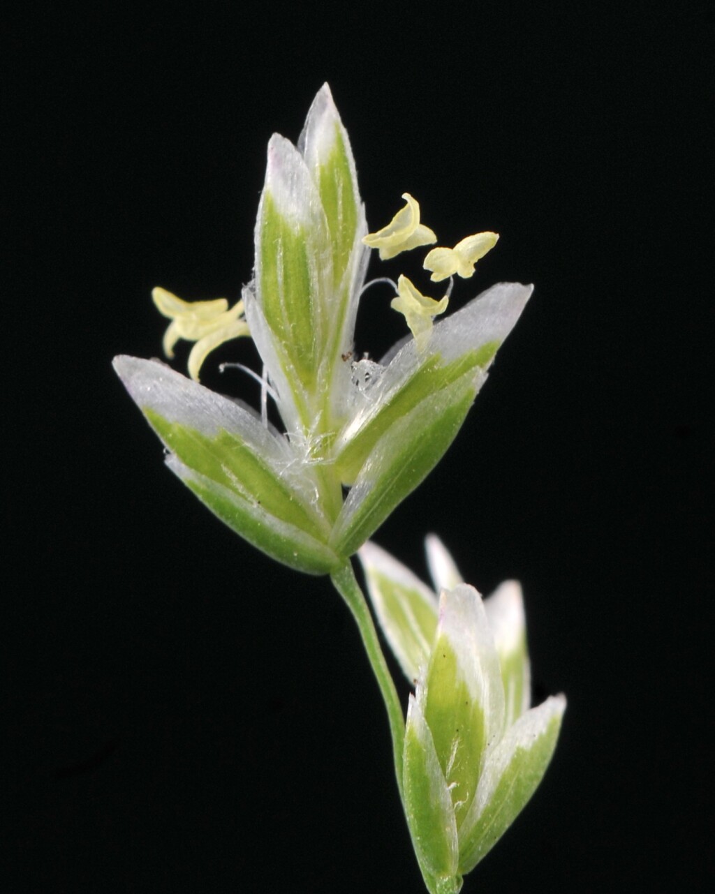 Poa annua (hero image)