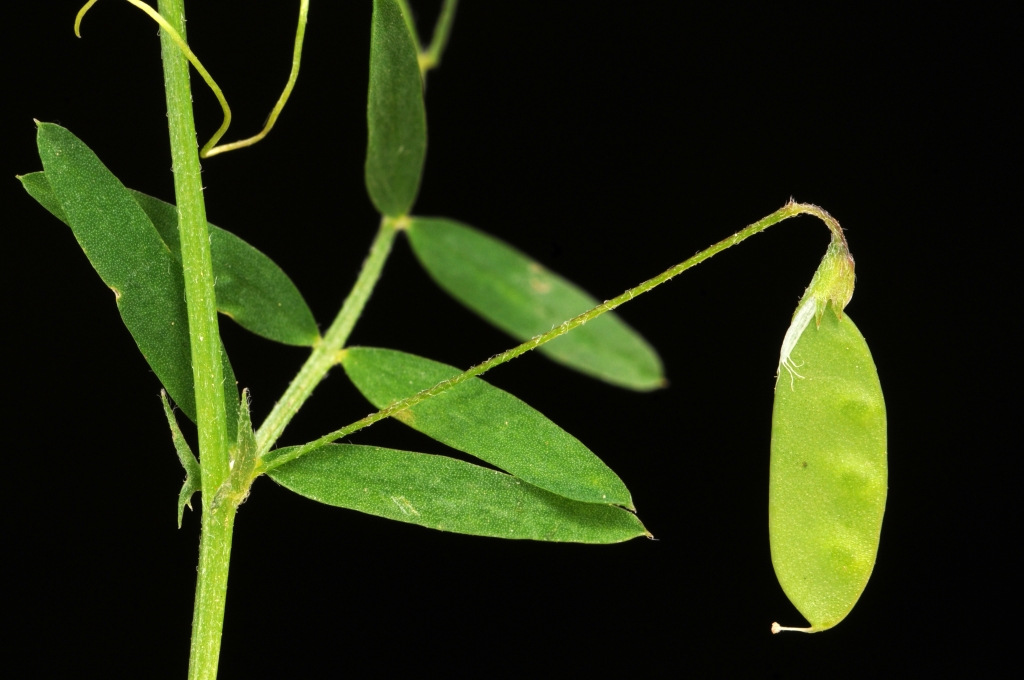 Vicia tetrasperma (hero image)