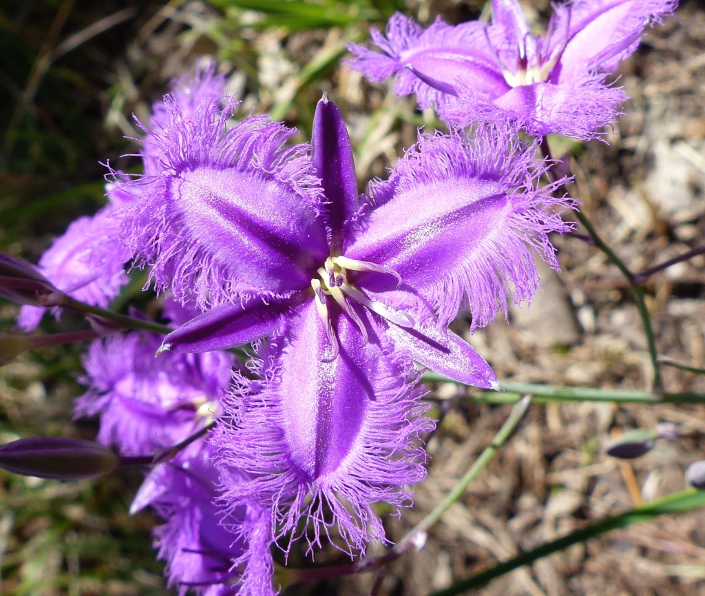 Thysanotus (hero image)