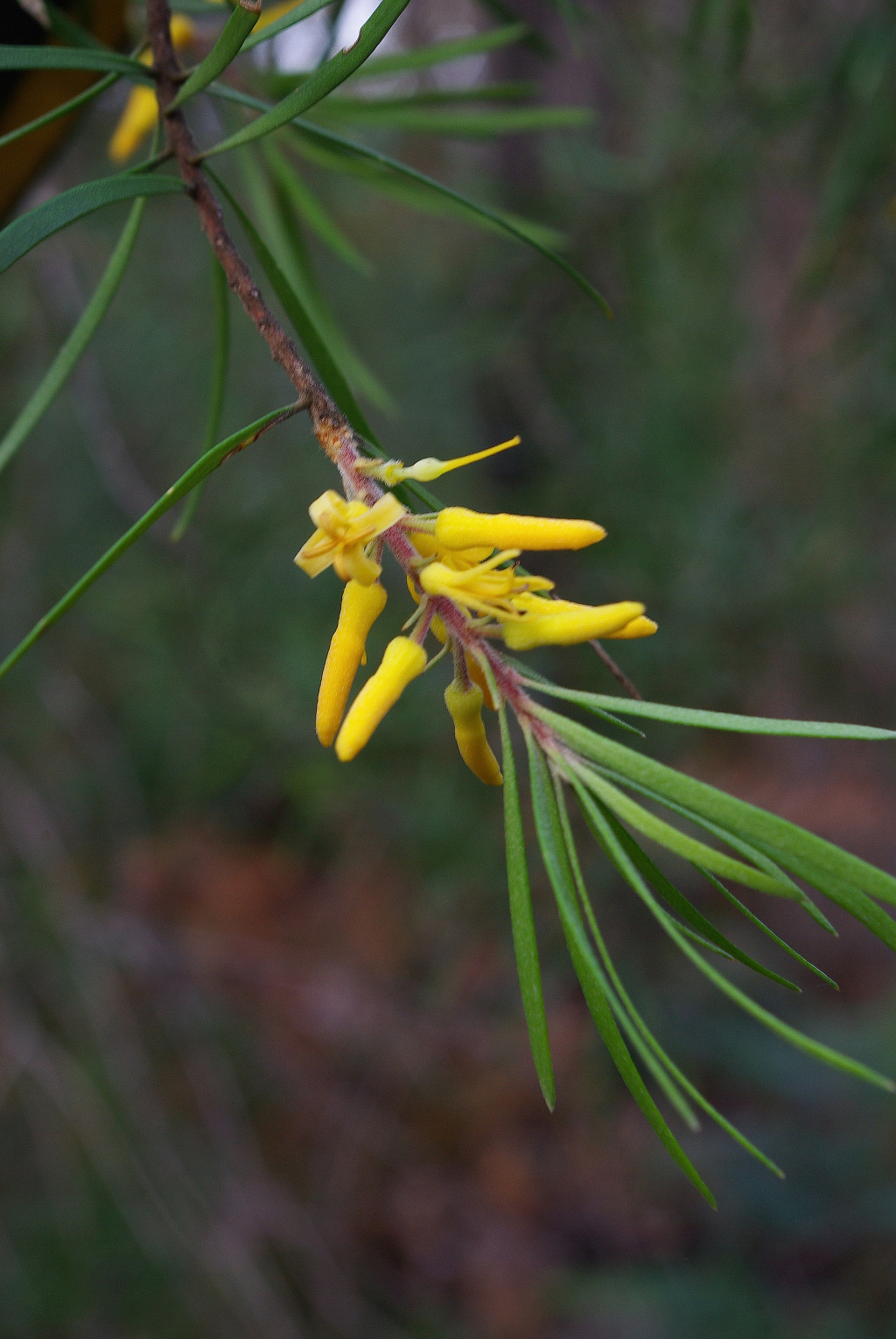 Persoonia linearis (hero image)