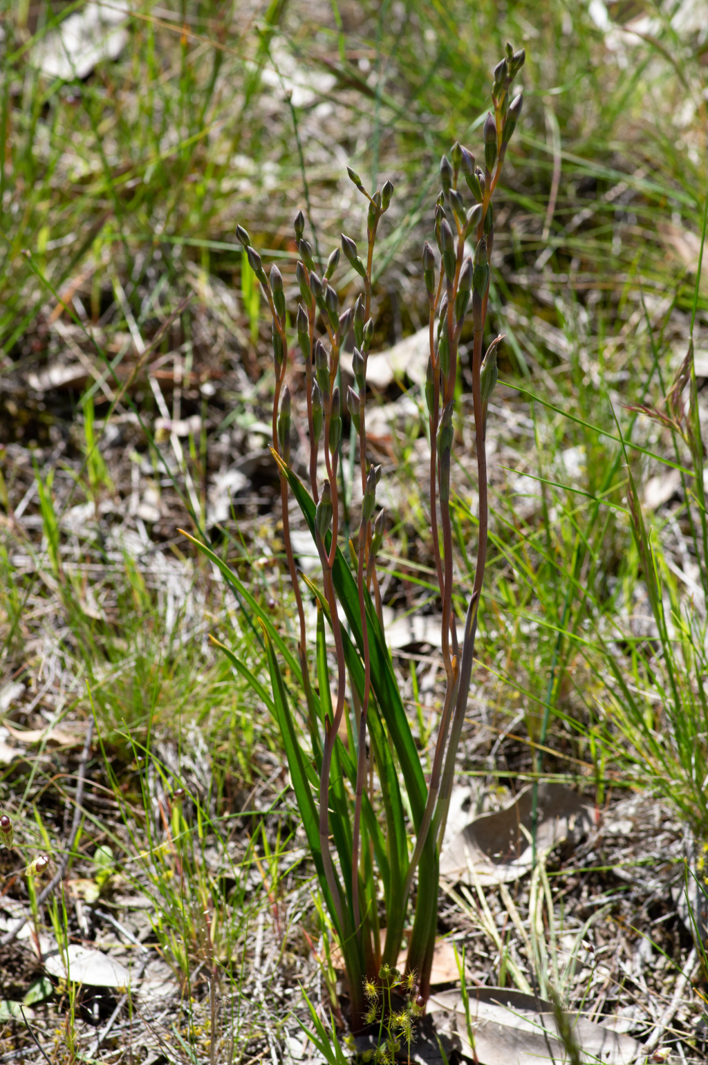 Thelymitra exigua (hero image)