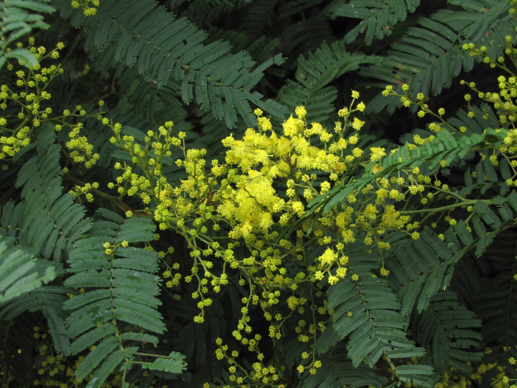 Acacia nanodealbata (hero image)