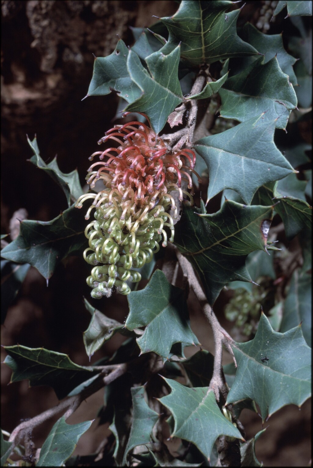 Grevillea bedggoodiana (hero image)