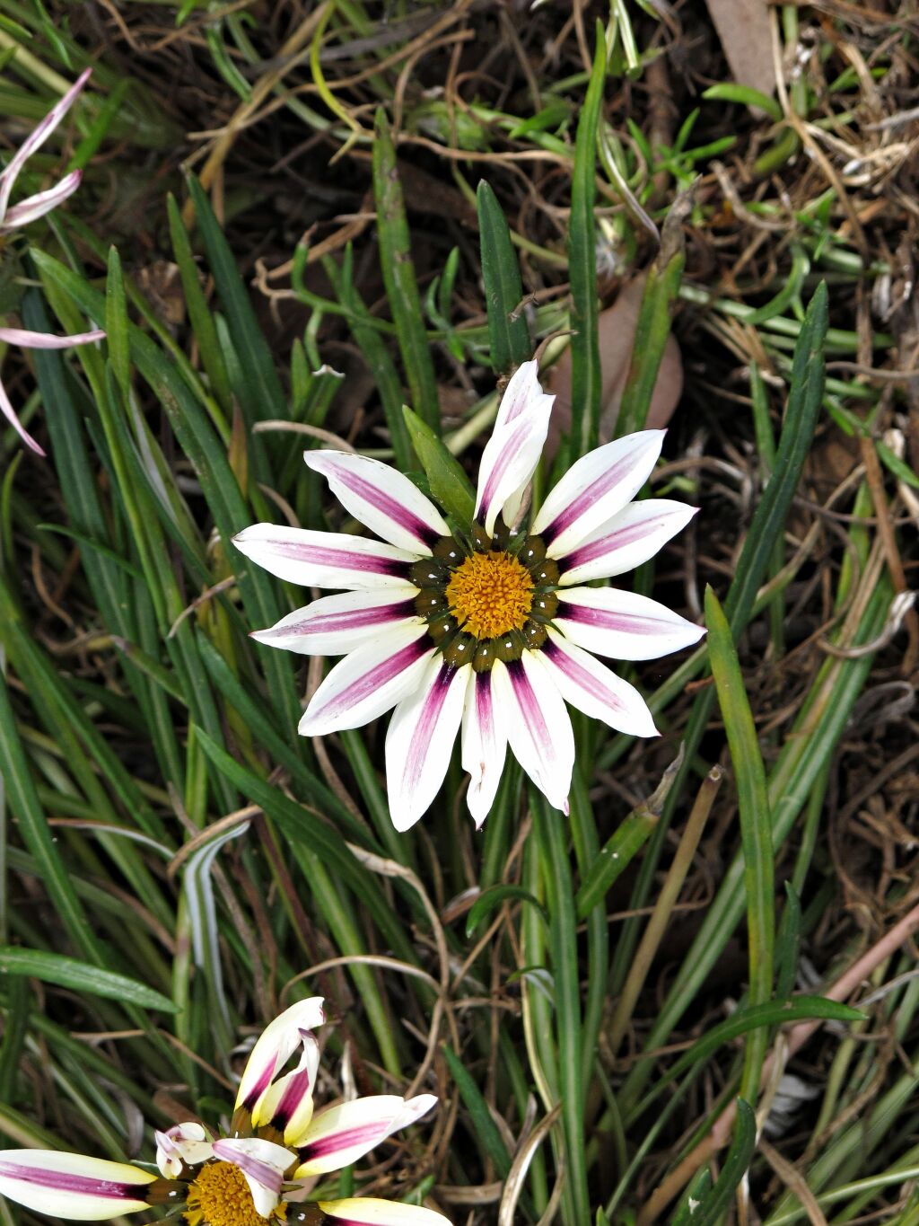 Gazania (hero image)