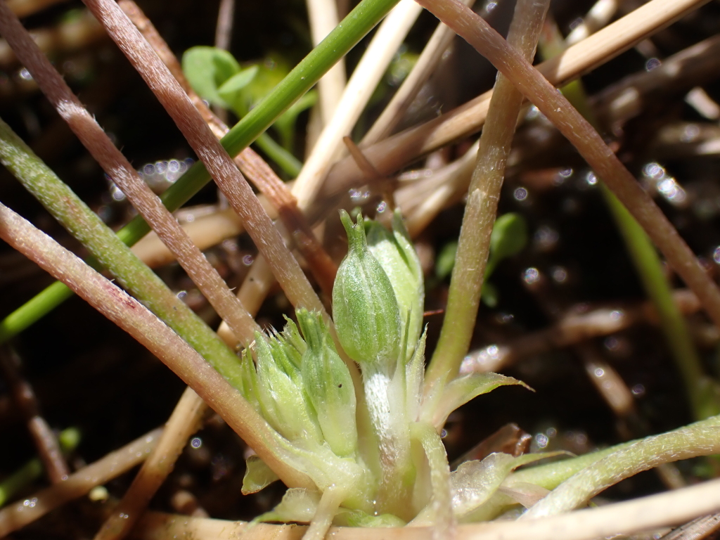 Geranium sp. 7 (hero image)