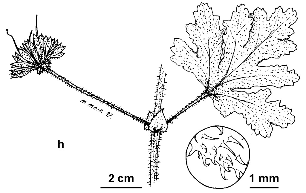 Pelargonium ×asperum (hero image)