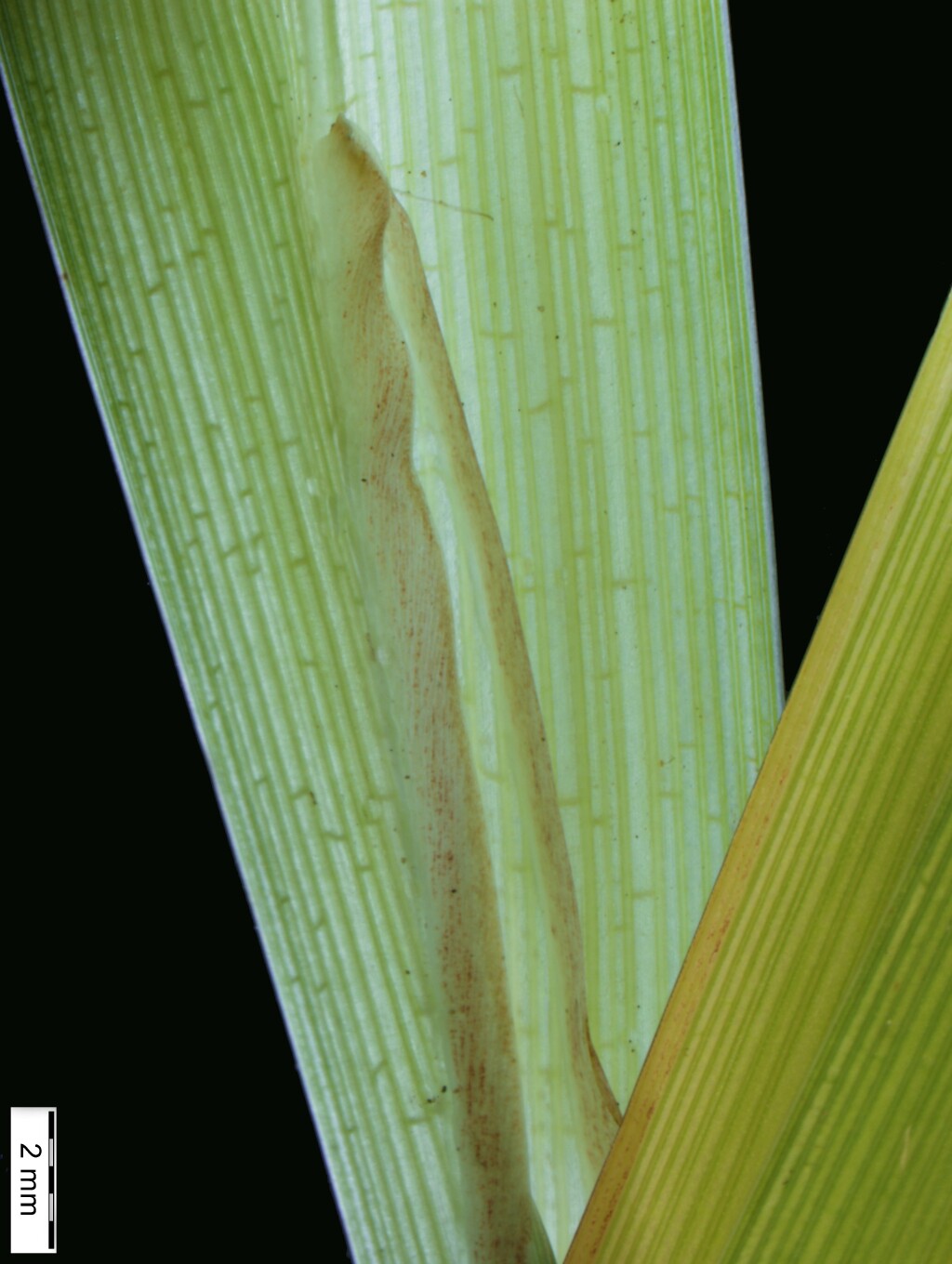 Carex pendula (hero image)