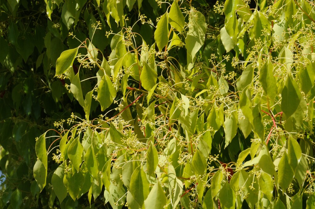 Cinnamomum camphora (hero image)