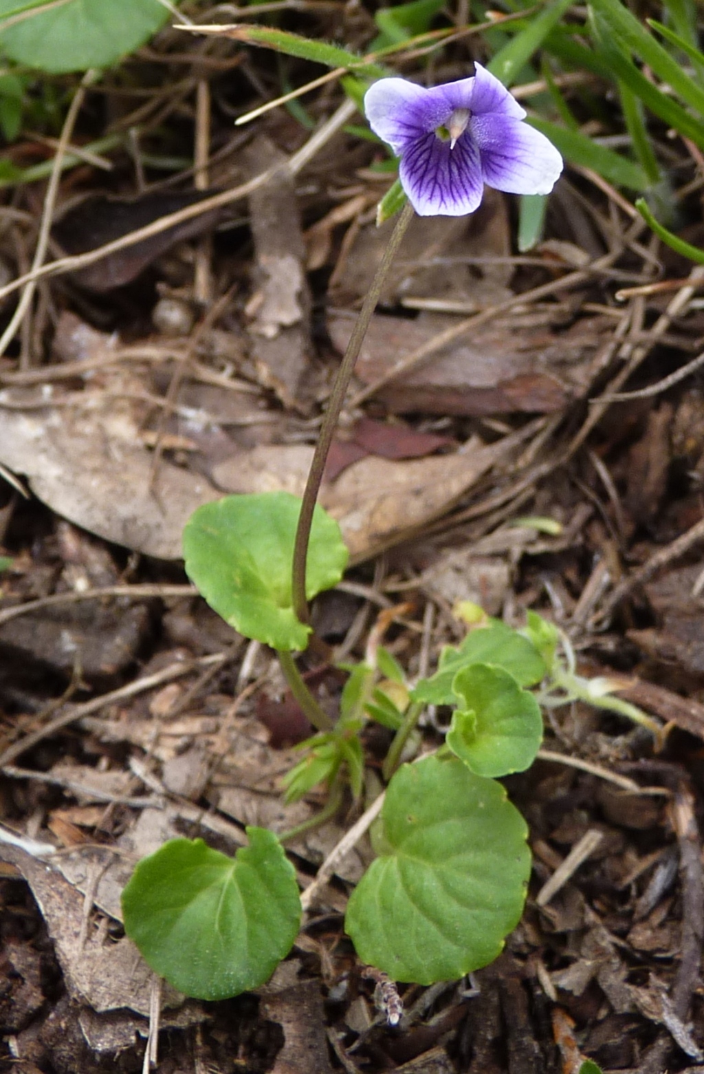 Viola hederacea (hero image)