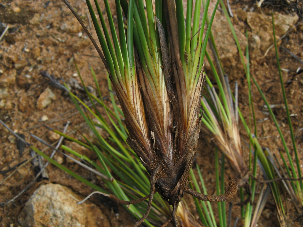 Lepidosperma (hero image)