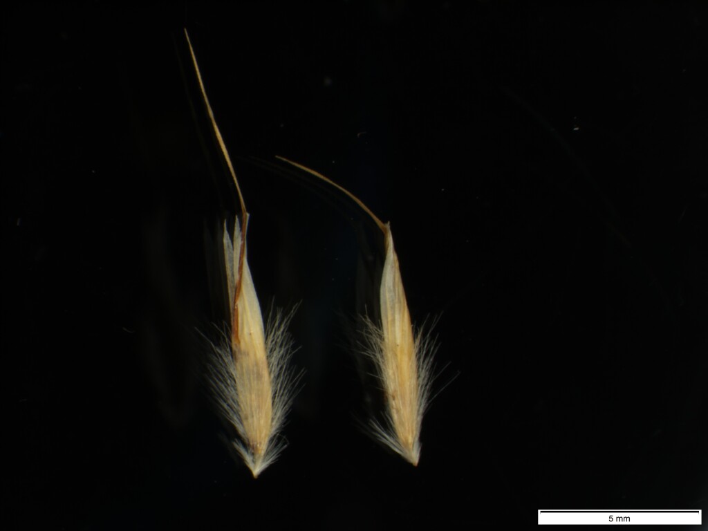 Rytidosperma pallidum (hero image)