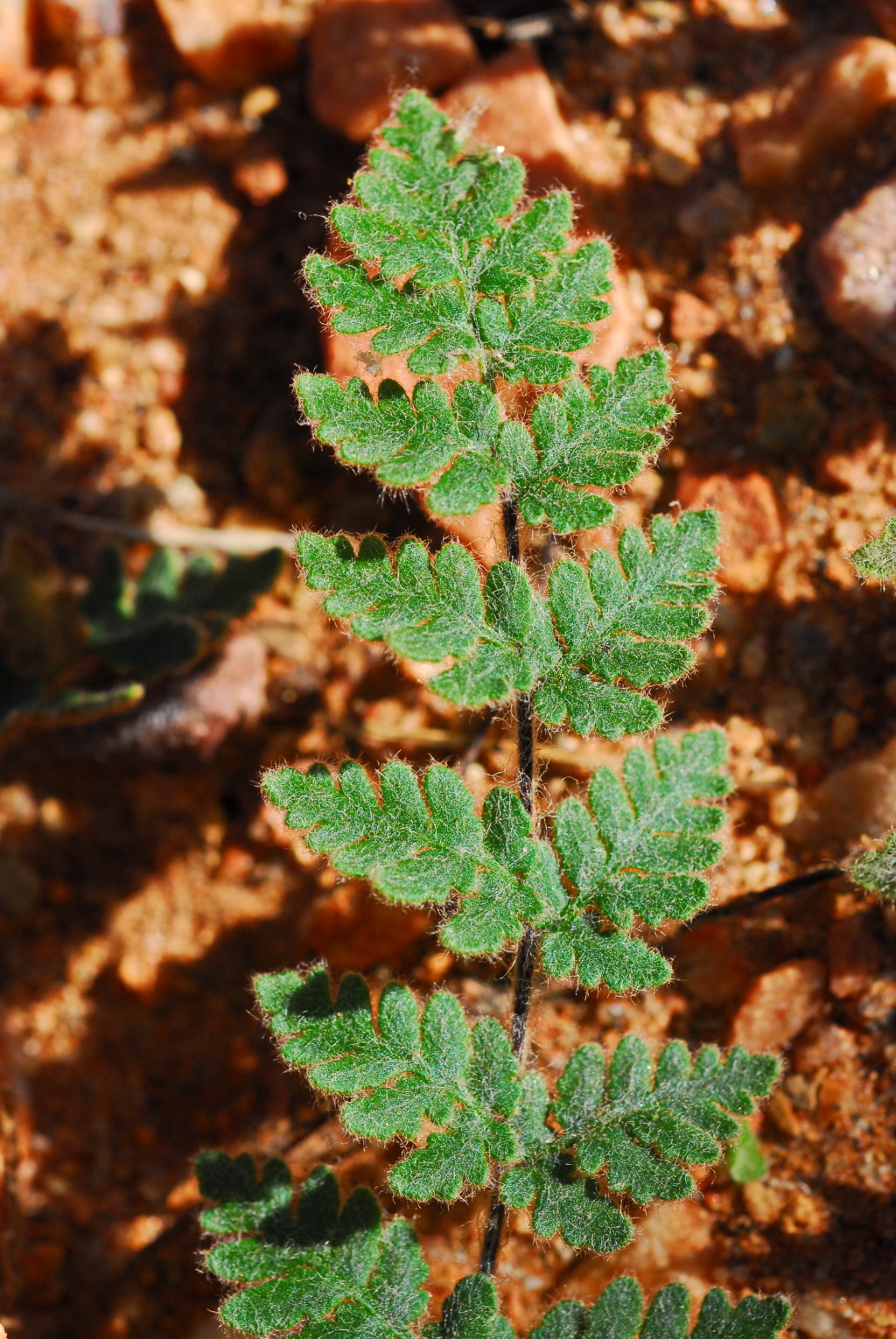 Cheilanthes lasiophylla (hero image)