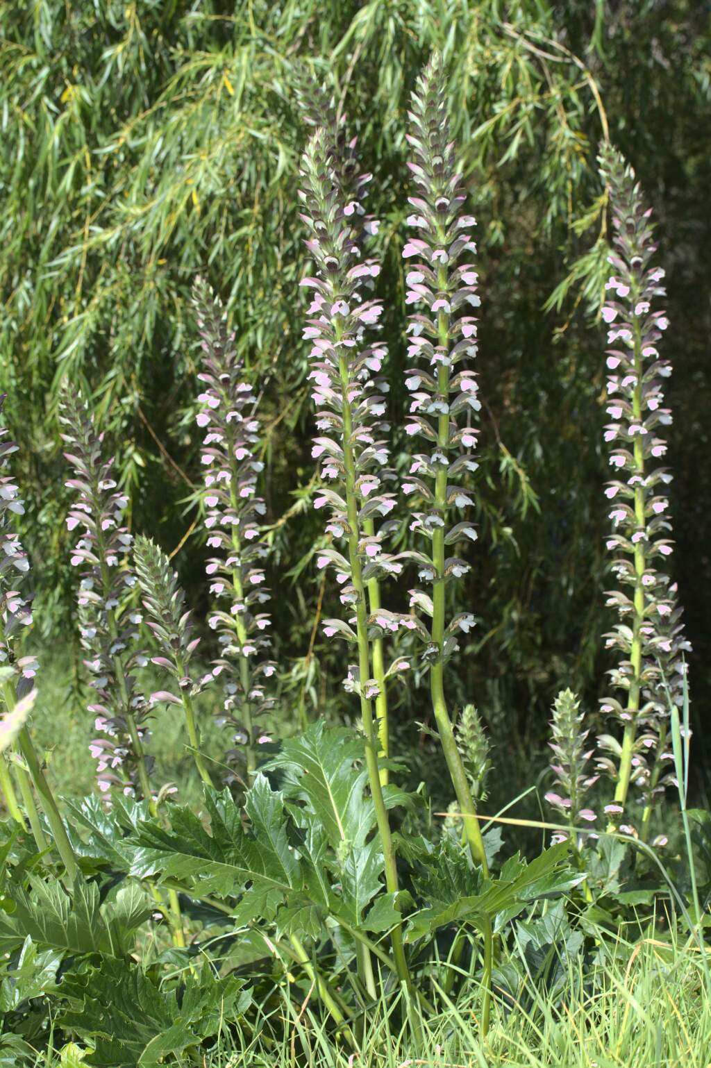 Acanthus mollis (hero image)