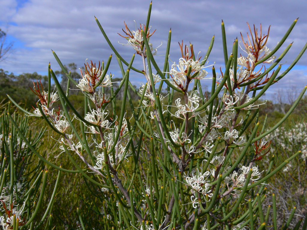 Hakea (hero image)