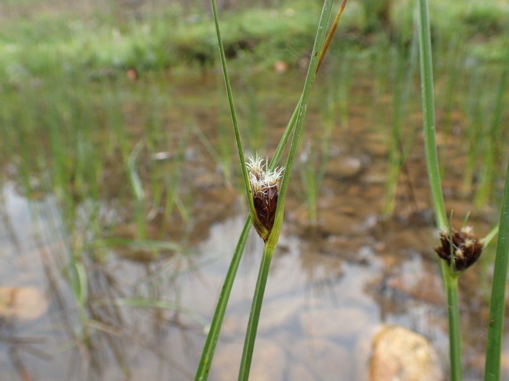 Bolboschoenus caldwellii (hero image)
